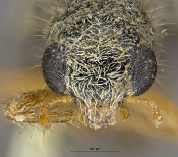 Media type: image;   Entomology 3565 Aspect: head frontal view